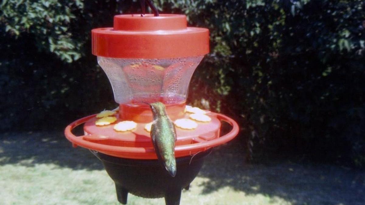 The Hummers Heated Delight is a heated hummingbird feeder that keeps the solution warm throughout the winter.
