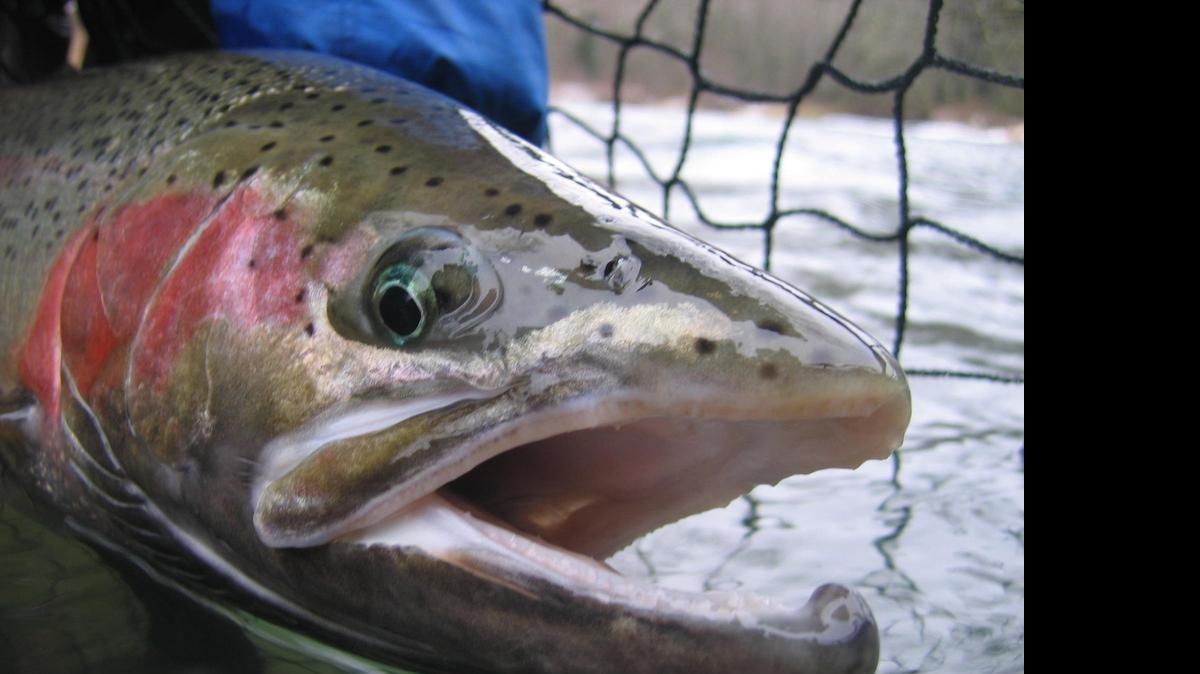 
The state Fish and Wildlife Commission will hear reports on steelhead issues when it meets Friday and Aug. 8 in Olympia.
