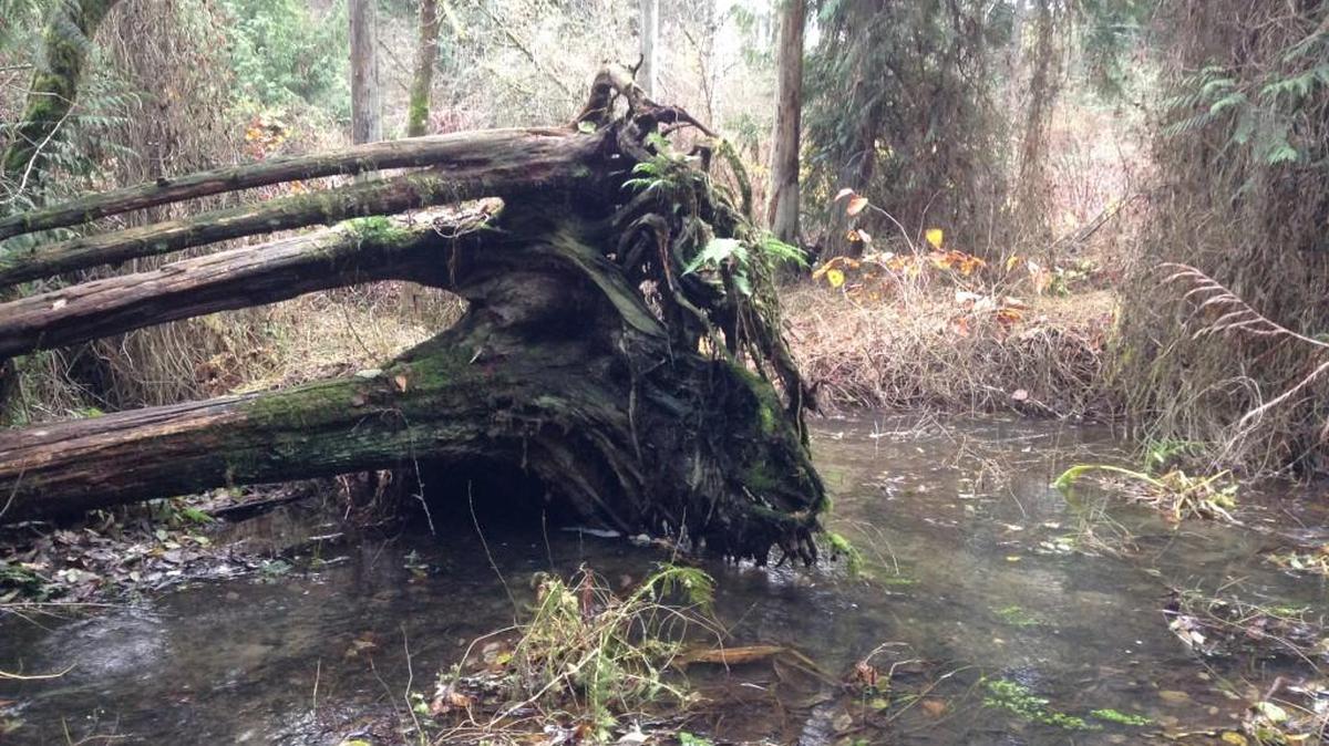 The wetland area is the highlight of a walk through Spanaway’s Bresemann Forest.