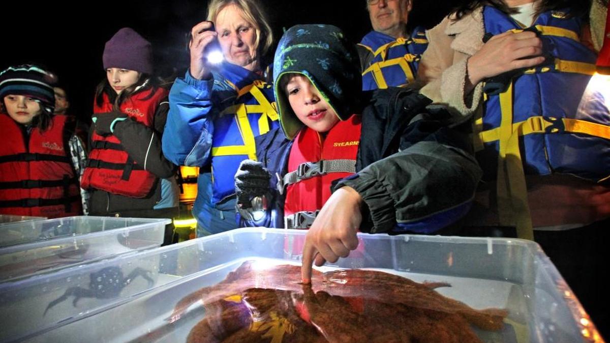 
Nathan Fontana gingerly dips his finger below the surface of a holding pool to touch a giant Sunflower star, during a Pier Peer Adventure night at the Foss Waterway Seaport in Tacoma in 2011. Three South Sound organizations hold these events monthly.
