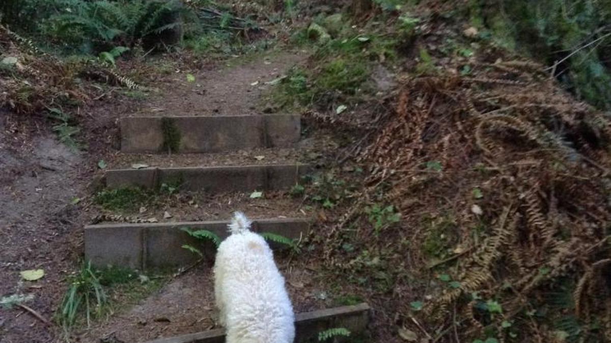 
Largent hikes at Pack Forest near Eatonville. He is supposed to be on a leash.
