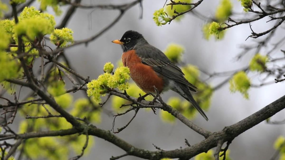 This is a stressful time for male robins, who are patrolling their territories keeping an eye out for any other male robin that might try to take over.