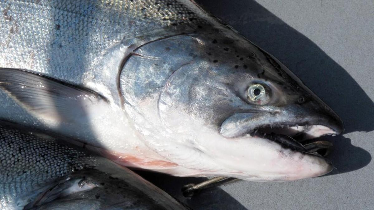 The state Department of Fish and Wildlife met with tribal leaders Tuesday in Shelton but talks over salmon fisheries reached an impasse, according to a state news release.