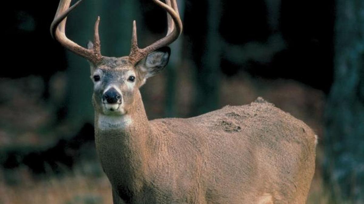 
The modern firearm deer hunting season opens Oct. 17.
