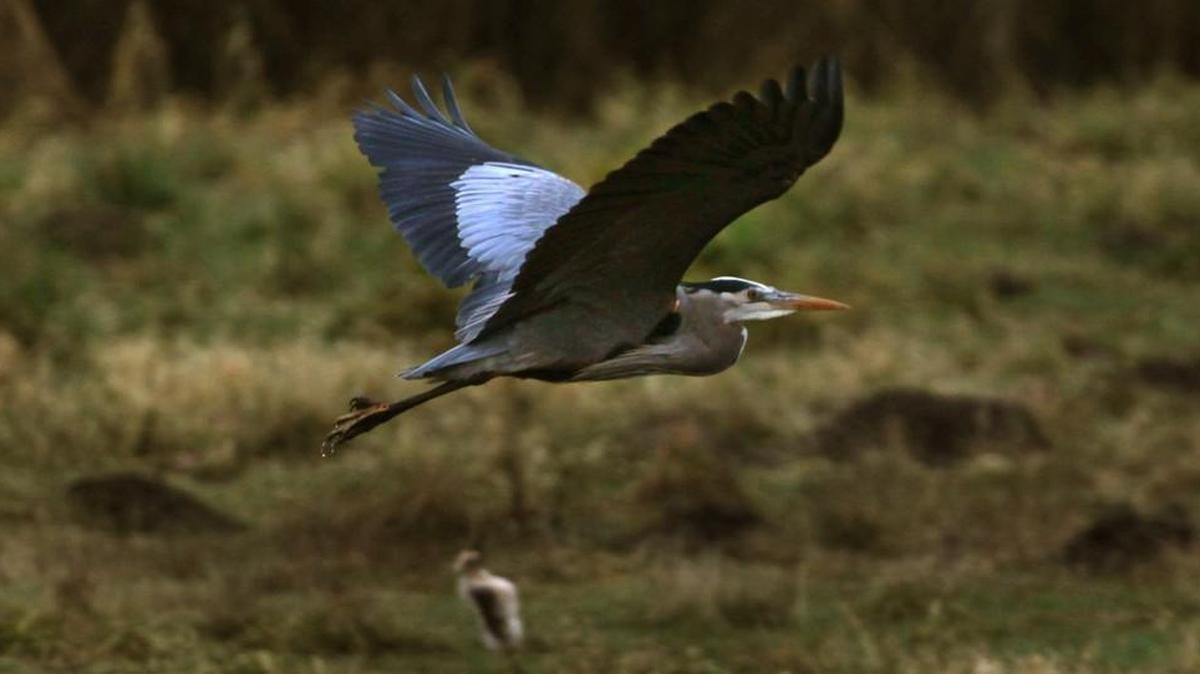 Participants in Wednesaday’s bird walk led by volunteer guide Phil Kelley might catch a glimpse of a great blue heron at the Billy Frank Jr. Nisqually National Wildlife Refuge.