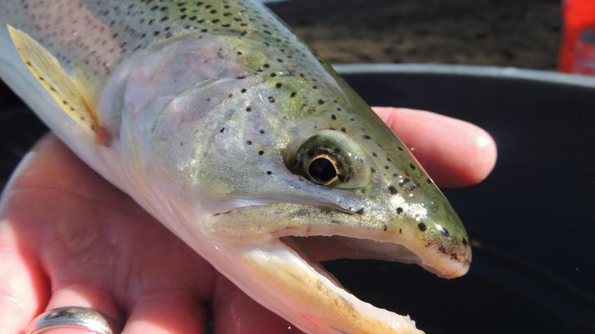 A March 2 stop of the Fly Fishing Film Tour will benefit the Coastal Cutthroat Coalition.