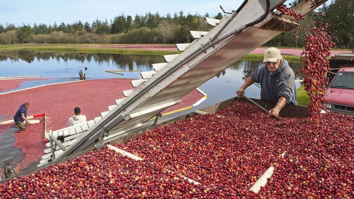A crew tops off a truckload of cranberries headed from a Long Beach Peninsula bog for the Ocean Spray receiving station in Long Beach.