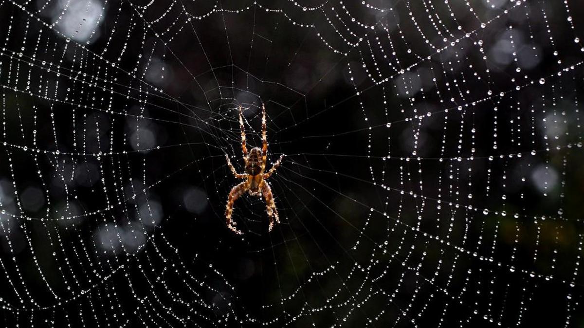 The strands of a spider’s web, never re-created by man, are said to be stronger than steel.