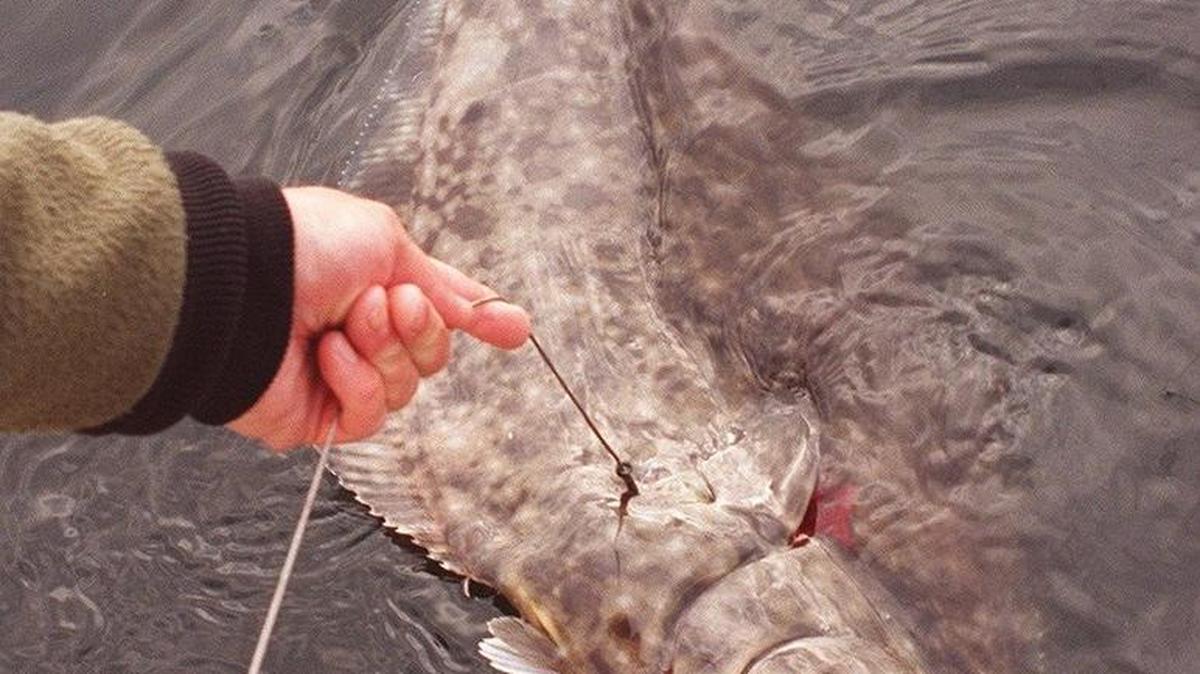 While the state’s recreational halibut fishing quota remains the same for 2016, there will be changes in seasons to keep fisheries from exceeding their specific quotas.