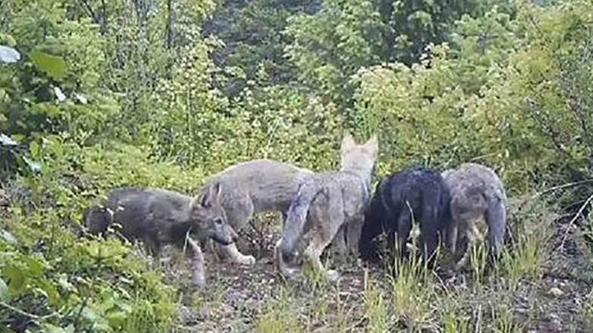 The state Department of Fish and Wildlife uses remote cameras to help document wolves in the state, such as this 2012 image of gray wolf pups in southern Stevens County east of the town of Fruitland.