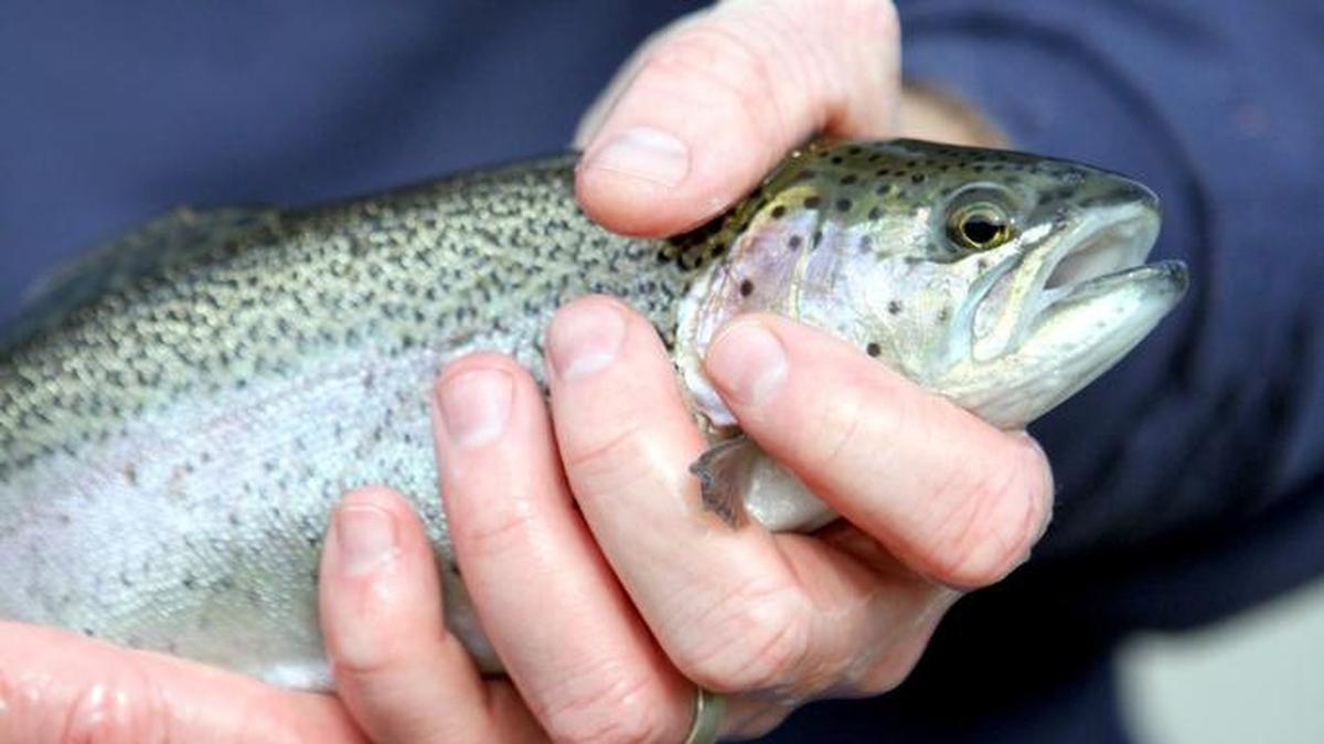 Trout are biting in local lakes.
