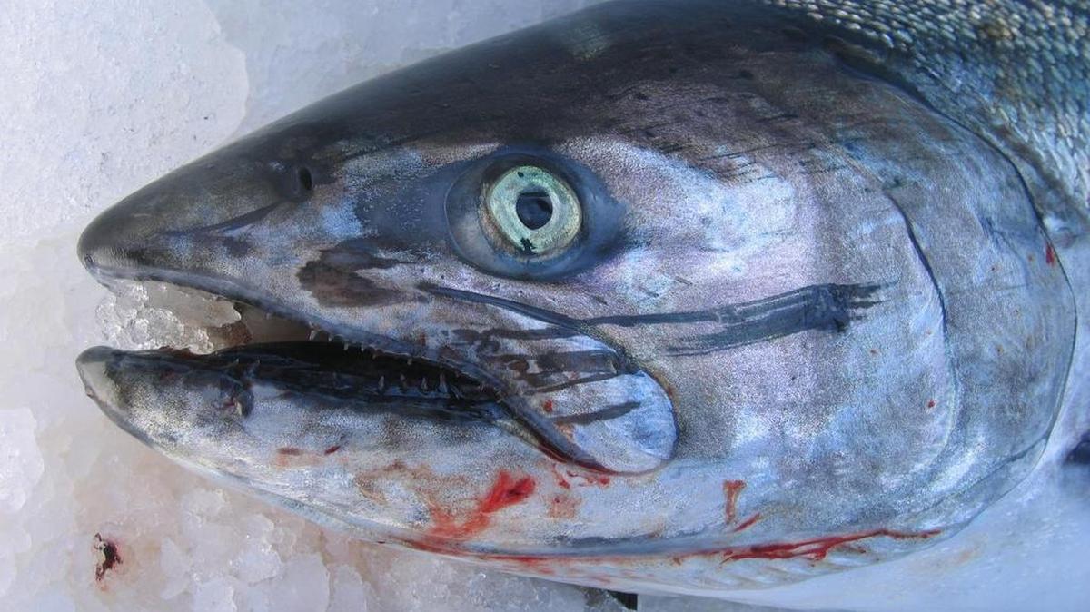 
Overall, the fishing was slow during the three South Sound salmon derbies held earlier this month. But anglers caught enough fish to fill the prize boards at each event.
