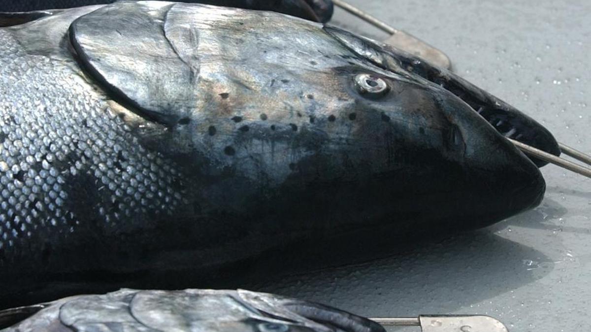 The state will release preliminary forecast for salmon returns at a meeting March 1 in Olympia.