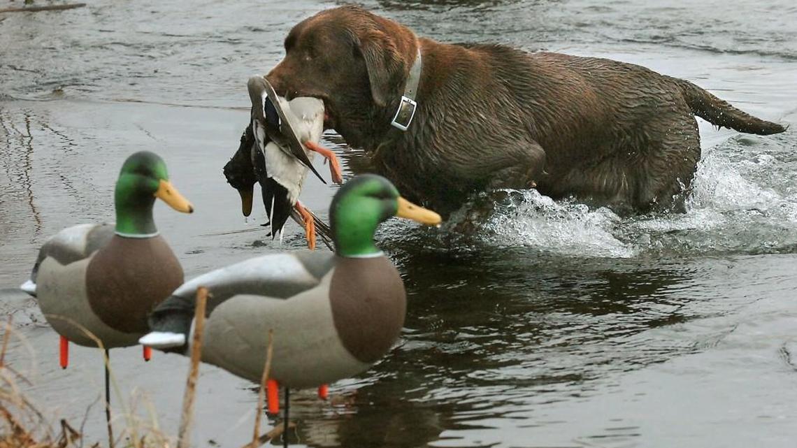The state will open the waterfowl and modern firearm deer hunting seasons will open Saturday.