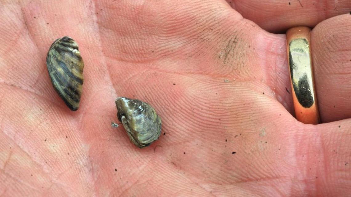 These zebra mussels seen in 2010, at the Seaview North boatyard in Bellingham, came off the stern of a powerboat from Lake Erie in Ohio that was being transported to Vancouver B.C. The invasive mussels were found at the Cle Elum Port of Entry by a Washington State Patrol commercial vehicle enforcement officer and were removed by the state Department of Fish and Wildlife.