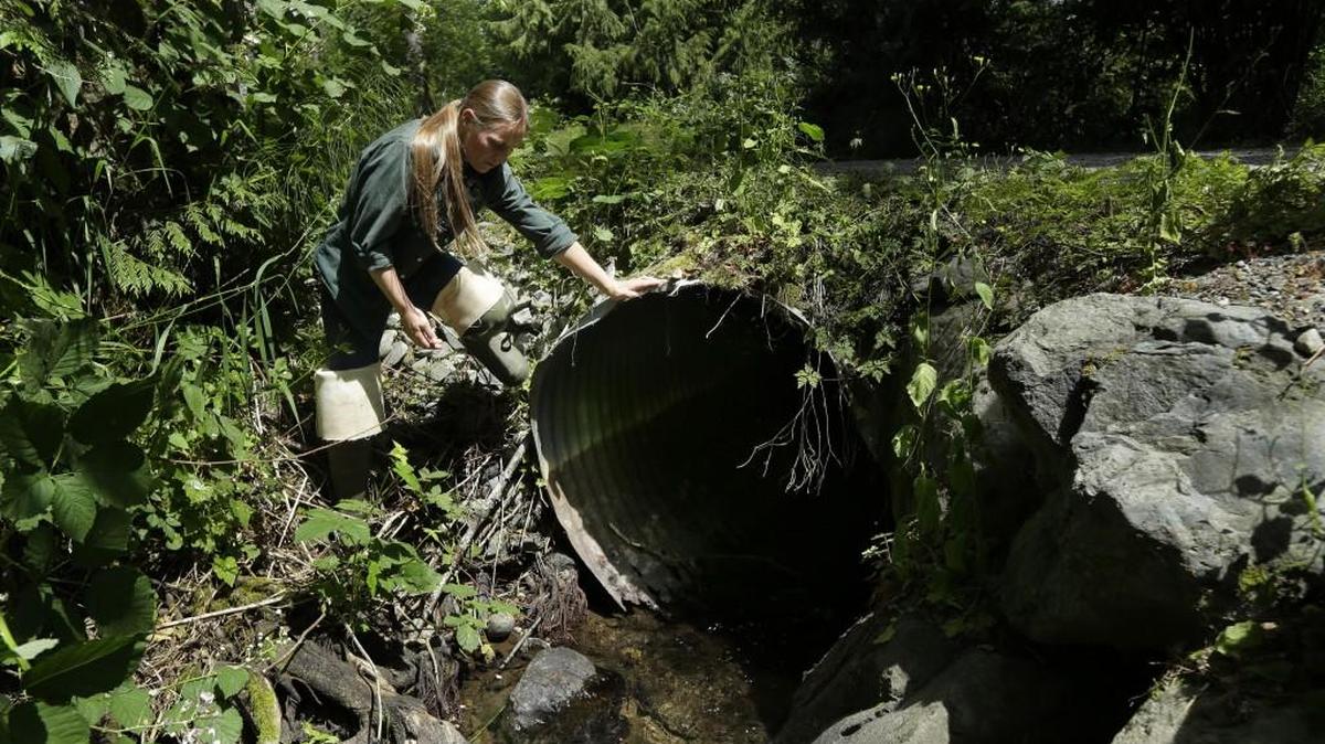 Melissa Erkel, a fish passage biologist with the state Department of Fish and Wildlife, looks at culvert along the north fork of Newaukum Creek near Enumclaw. The issue of culverts blocking salmon passage will be the topic of Thursday’s Discovery Speaker Series program.