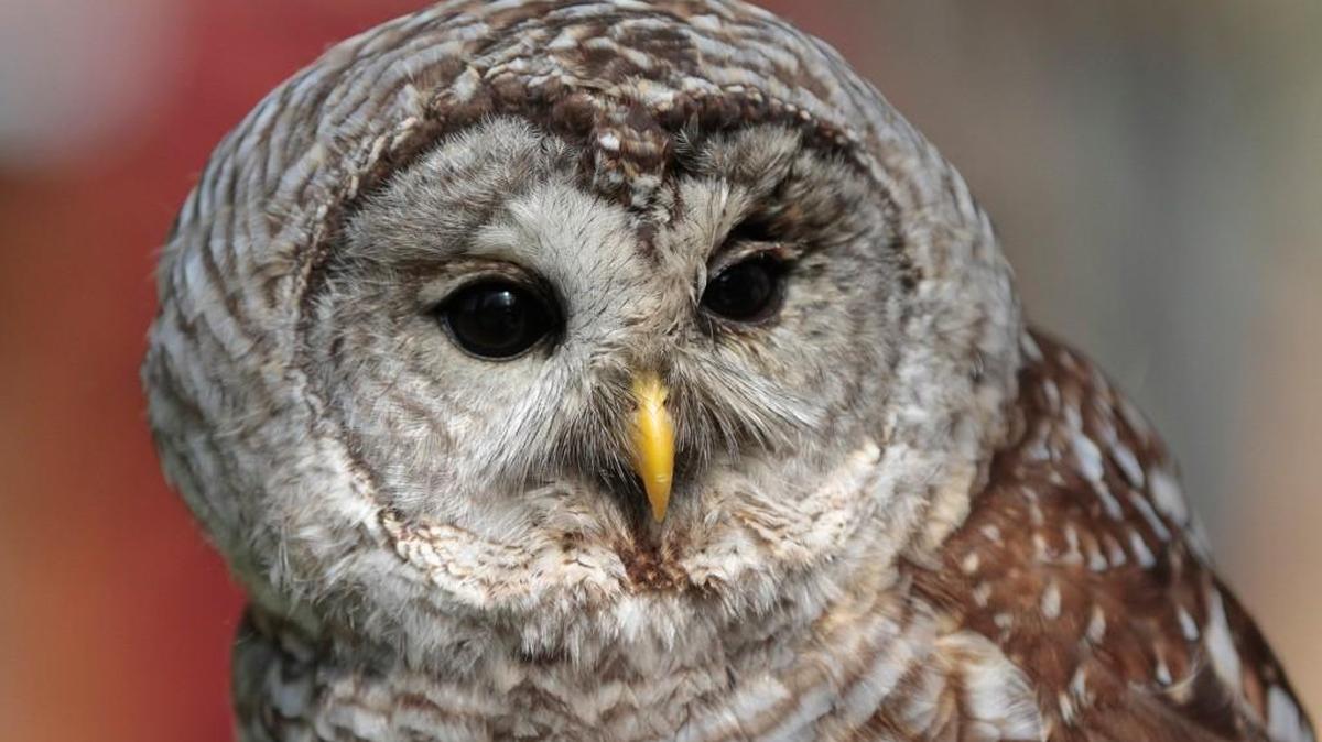 Barred owls will eat just about anything they can catch, including not-so-small mammals like foxes and opossums.