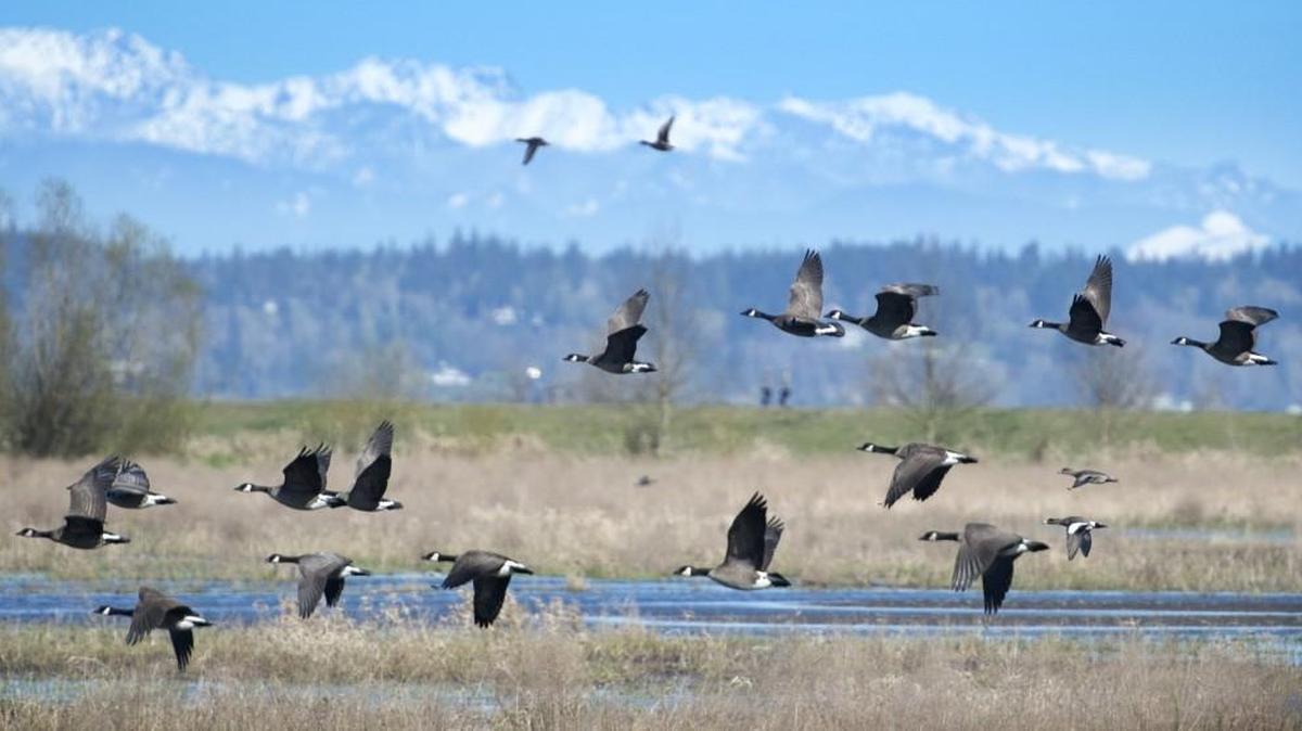 Canada geese fly in front of the Olympic Mountains as seen from the Billy Frank Jr. National Wildlife Refuge on March 17.