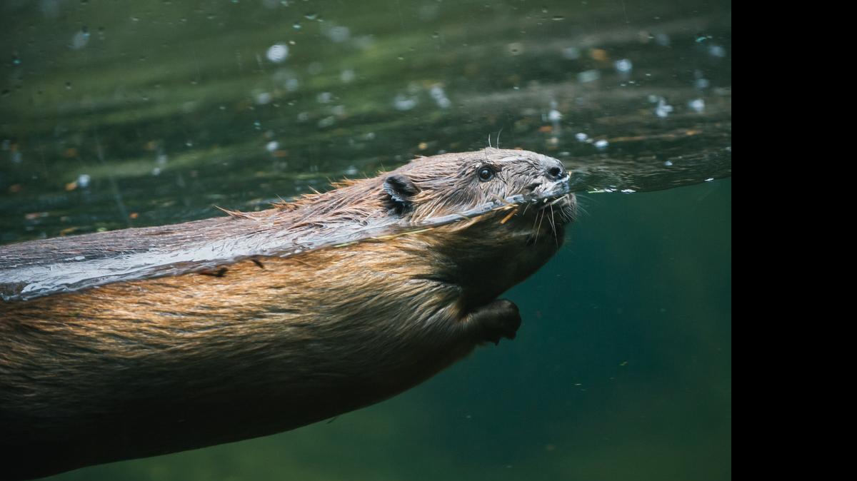 
In going about their daily lives, beavers help make forests a better place for other animals to live. 
