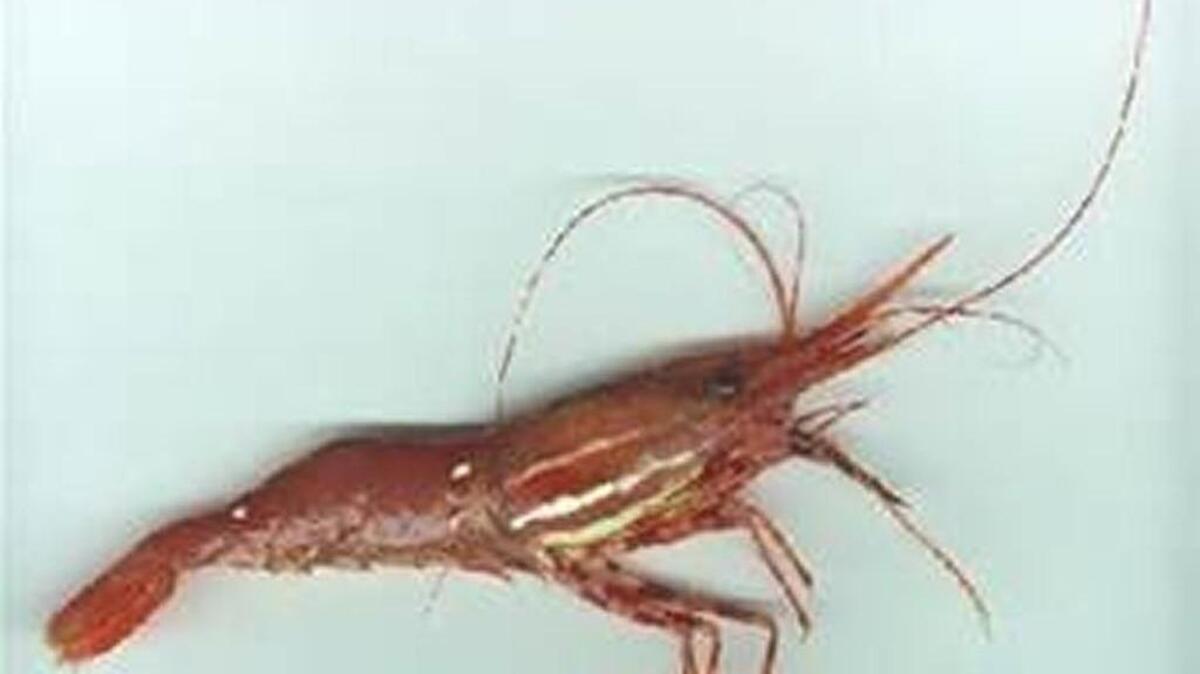 Brinnon’s Shrimpfest, which takes place May 27-28, celebrates the spot shrimp in Hood Canal.