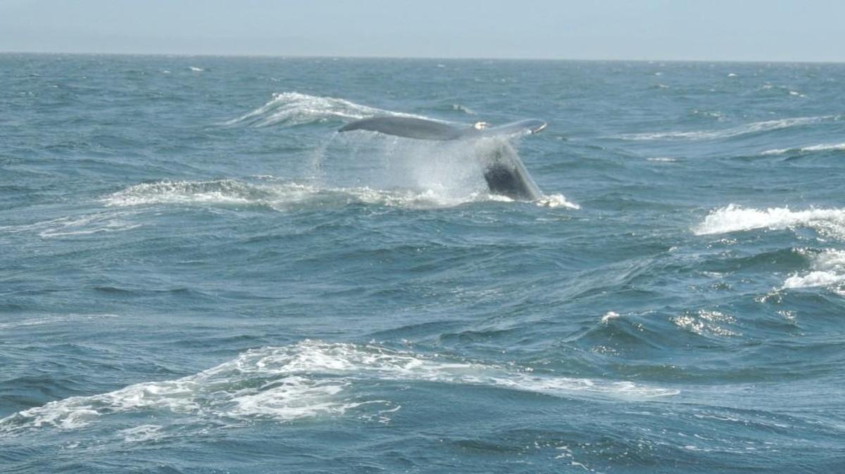 A humpback whale shows its tail flukes as it prepares to dive deep into the Strait of Juan de Fuca.