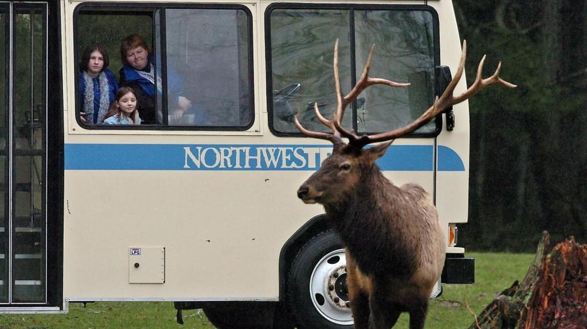 
Visitors to Northwest Trek Wildlife Park can take part in activities and watch animals such as elk during Get out of the Rut Saturday through Sept. 7. 
