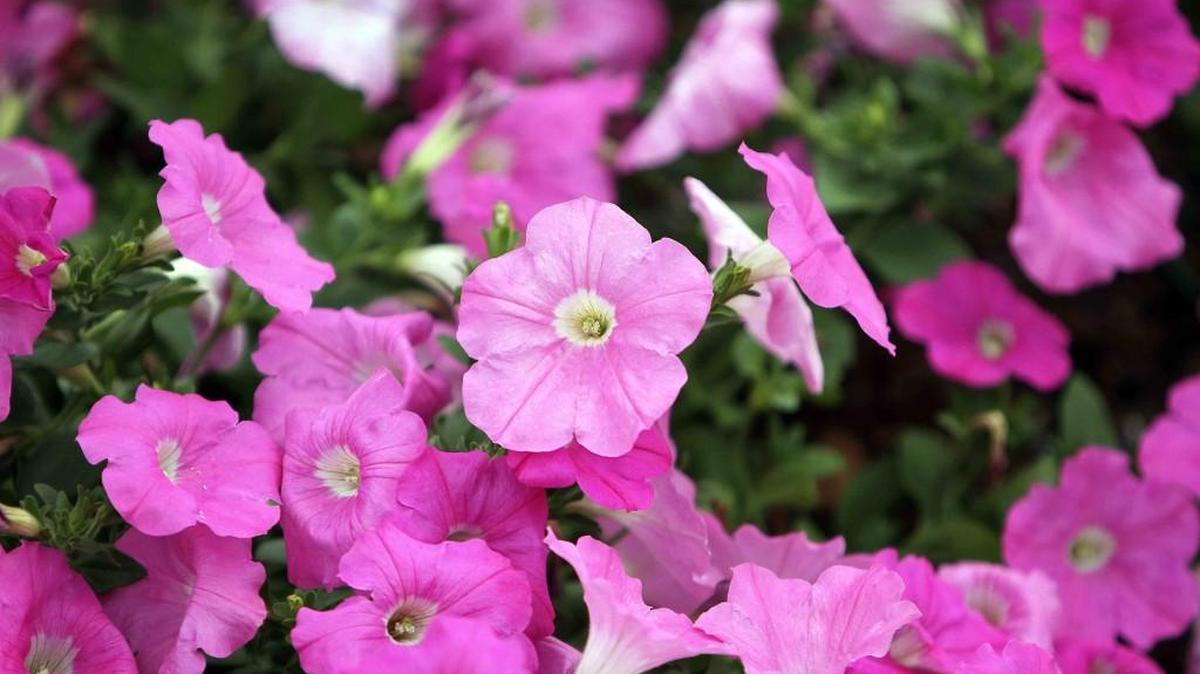 The Washington State University Mason County Extension program will hold its plant sale and garden festival Friday and Saturday at Kneeland Park in Shelton.
