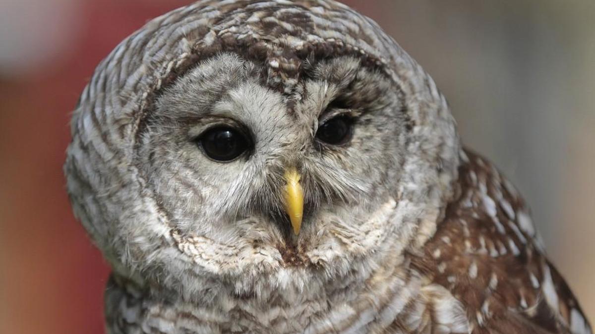 Owls of the Northwest will be the topic of an author talk by naturalist Leigh Calvez Tuesday night at the Tacoma Public Library main branch, 1102 Tacoma Ave. S., Tacoma
