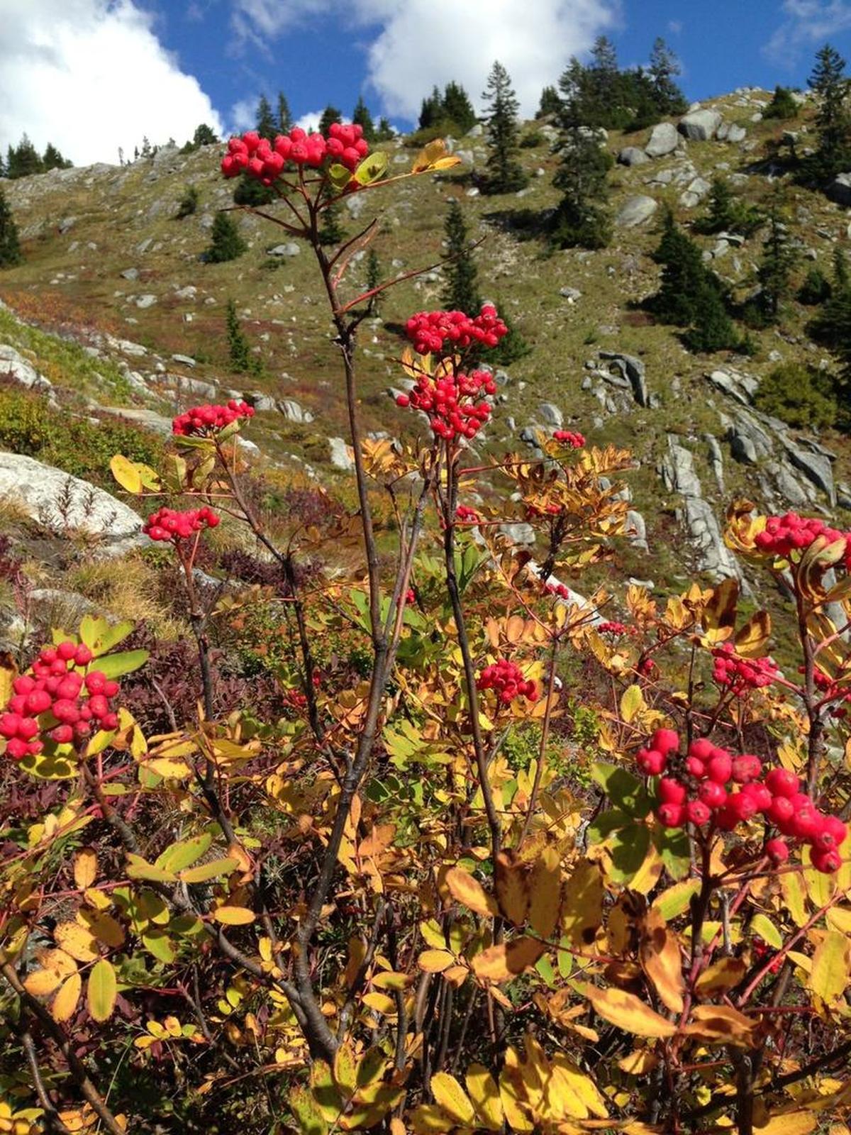 A burst of color along the trail up Granite Mountain on the west side of Snoqualmie Pass.