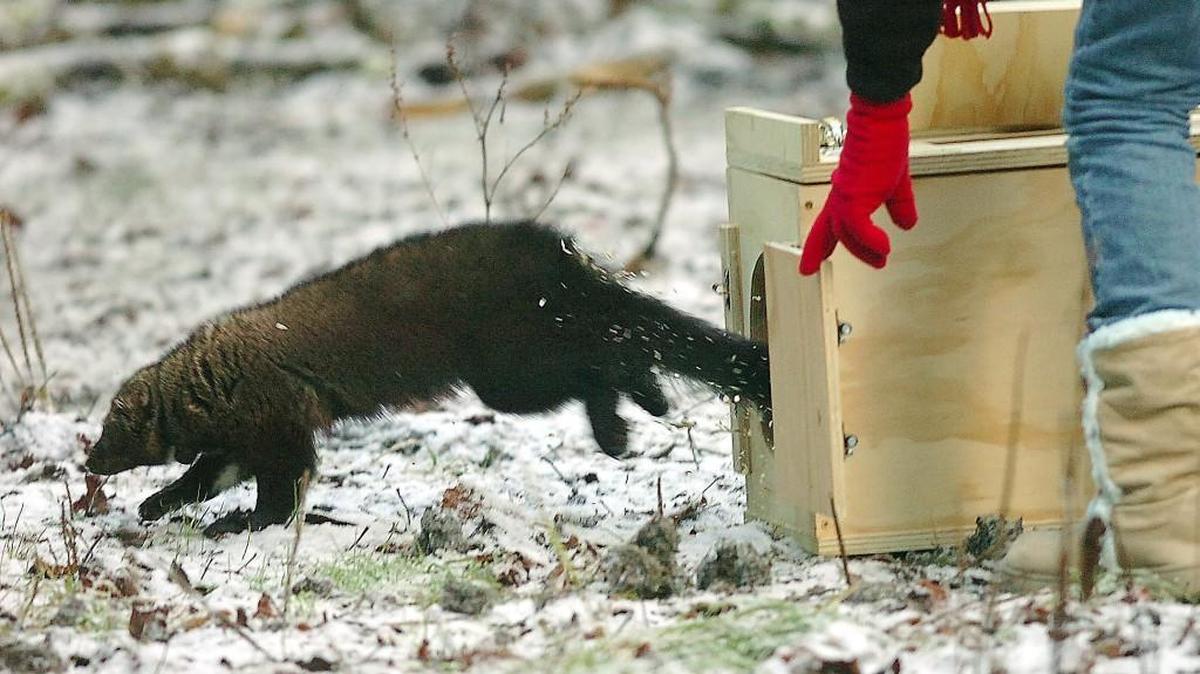 A young female is released from a wooden box, among 11 fishers that were released into Olympic National Park in January 2008.