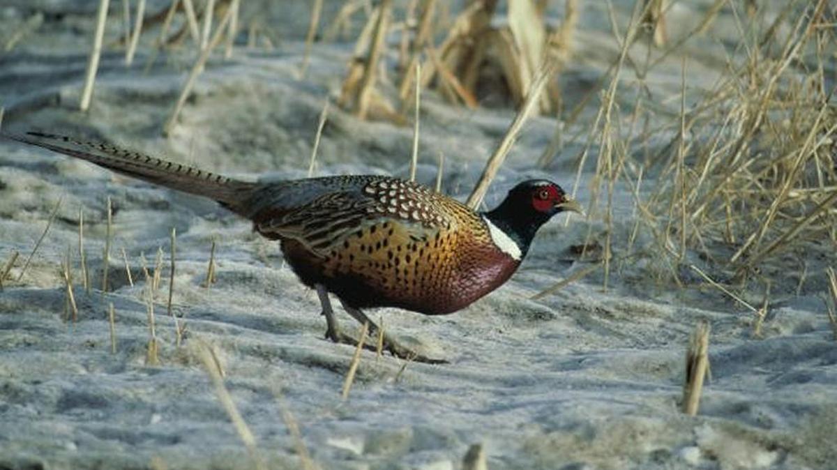 
Mild conditions helped pheasants survive last winter, and good conditions this spring should help boost populations in Eastern Washington.
