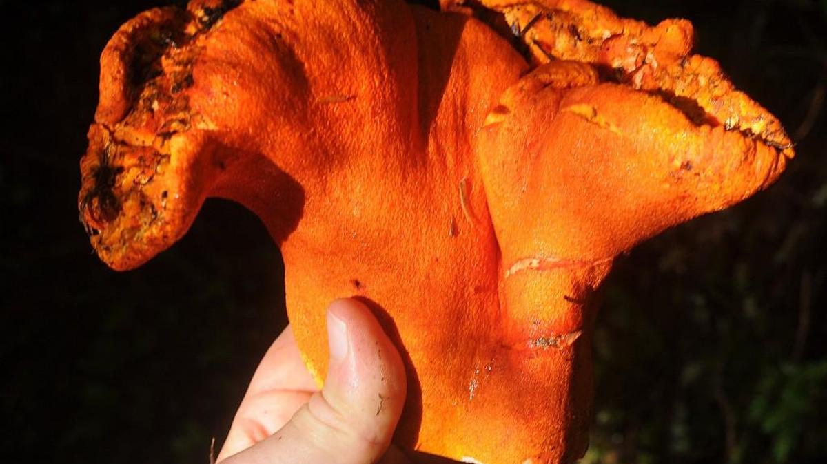 
Mushrooms, including lobster mushrooms like this one found in 2001 in the Capital State Forest, are the subject of the upcoming Kitsap Peninsula Mycological Society annual show, which begins Oct. 18 in Bremerton.
