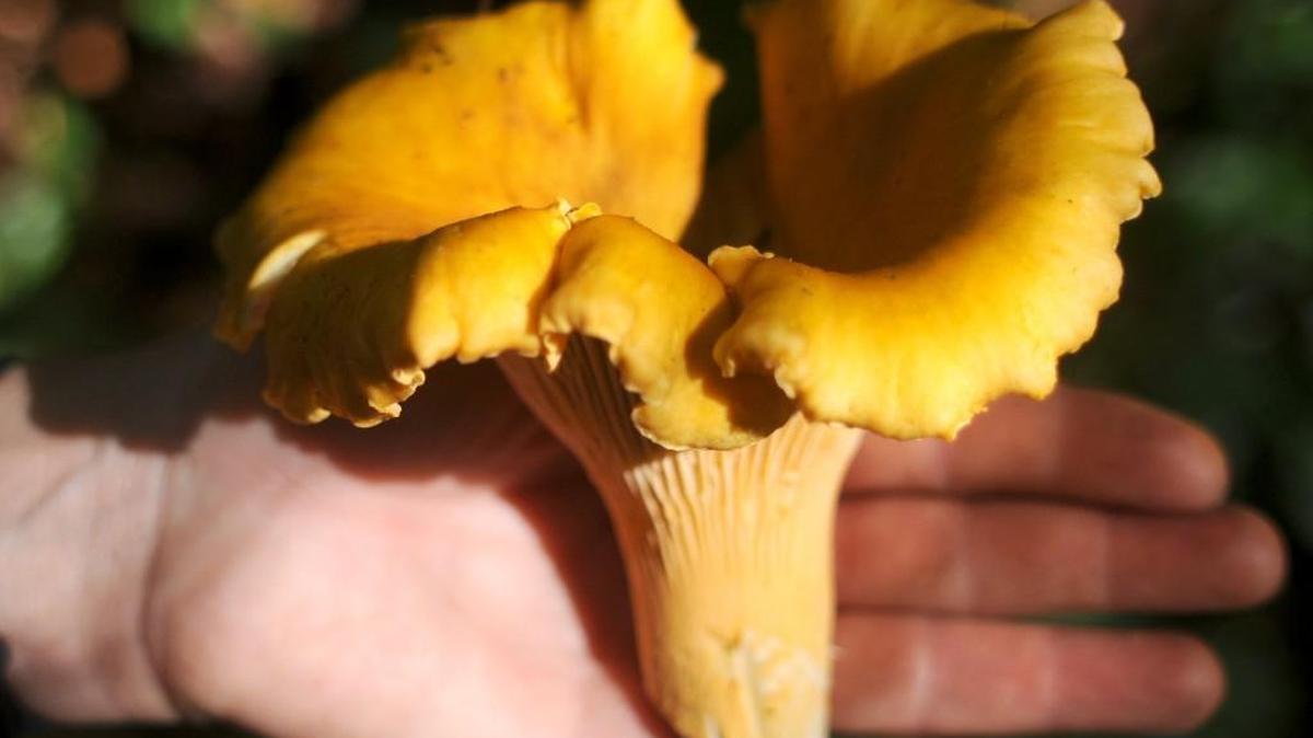 You can celebrate mushrooms and maybe discover some, such as this chanterelle, during the Mushroom Festival running Oct. 21-23 at Lake Quinault Lodge.