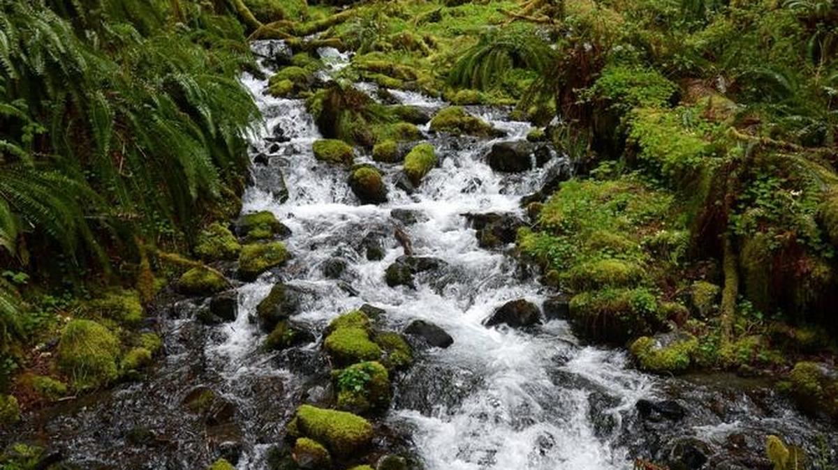 The Hoh Rain Forest was one of five locations in Olympic National Park where monitoring equipment was set up for a sound study.