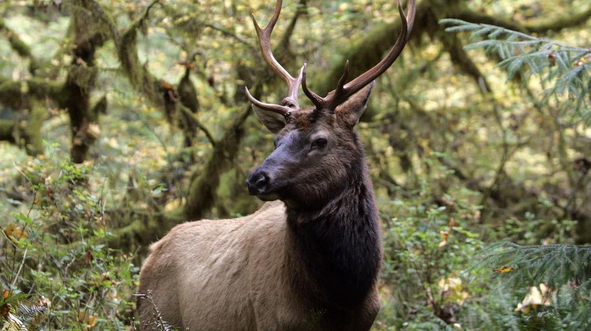 
A Roosevelt elk peers out toward a hiking trail in the Hoh Rain Forest in the Olympic National Park.
