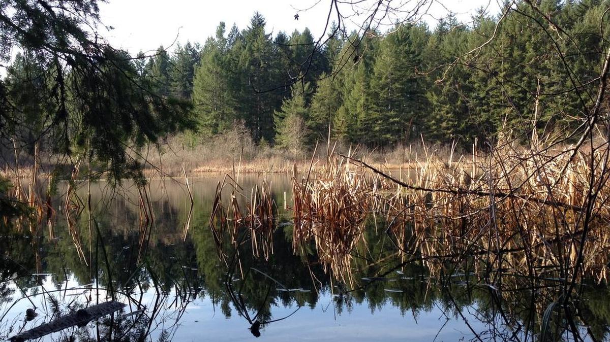 Tucked away in Steilacoom, Farrell’s Marsh is a mostly flat walk.