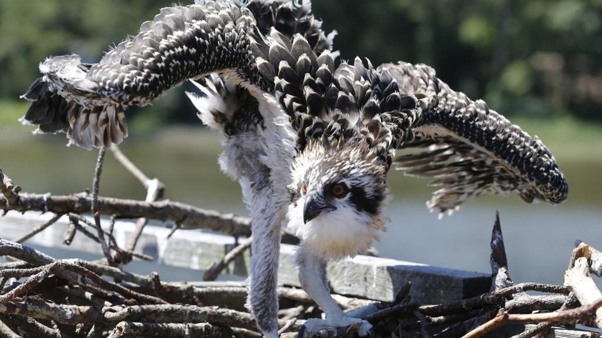 The increase in osprey numbers since the banning of DDT is nothing short of a miracle. This ban gets most of the credit for the osprey’s population boom, but there is more to it than that.