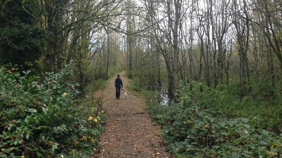 A walker visits Seeley Lake Park in Lakewood on Oct. 19.