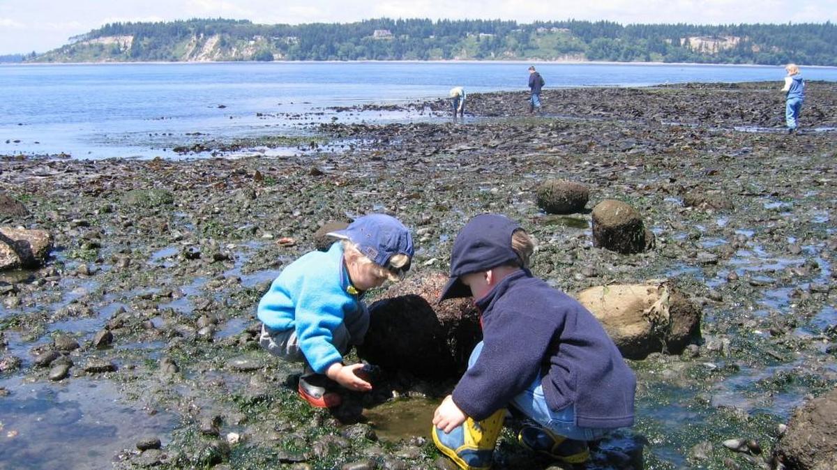 Titlow Beach in Tacoma is a good location to explore for marine creatures when the tide is out. There will be some good low tides from Thursday through Monday.