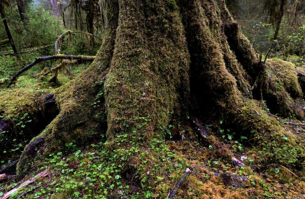 The Hoh Rain Forest, located on the west side of Olympic National Park is one of the best remaining examples of temperate rainforest in the United States.