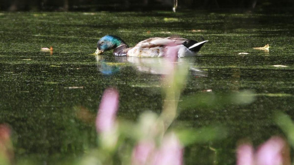 A mallard duck nibbles on vegetation on the surface of Lake Lois in Lacey.